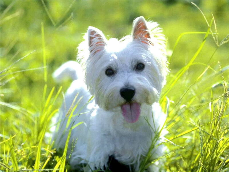White Dog in Grass — Green, Calm, Afternoon