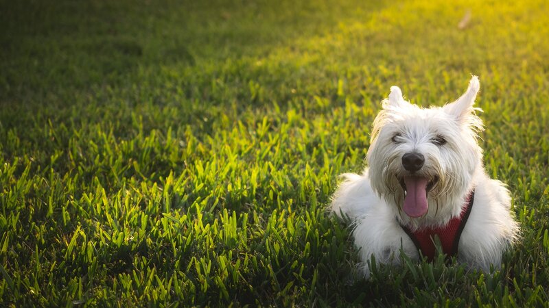 White Dog in Grass — Green, Calm, Sunset