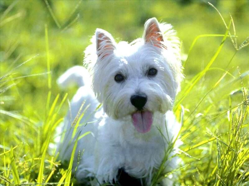 White Dog in Grass — Green, Calm
