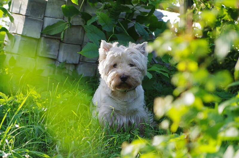 White Dog in Grass — Green, Serene