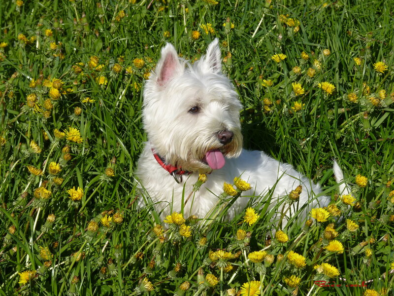 White Dog in Grass — Green