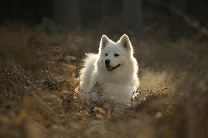 White Dog in Grass — Serene, Sunset