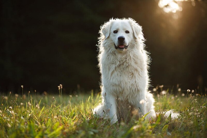 White Dog in Grass — Serene