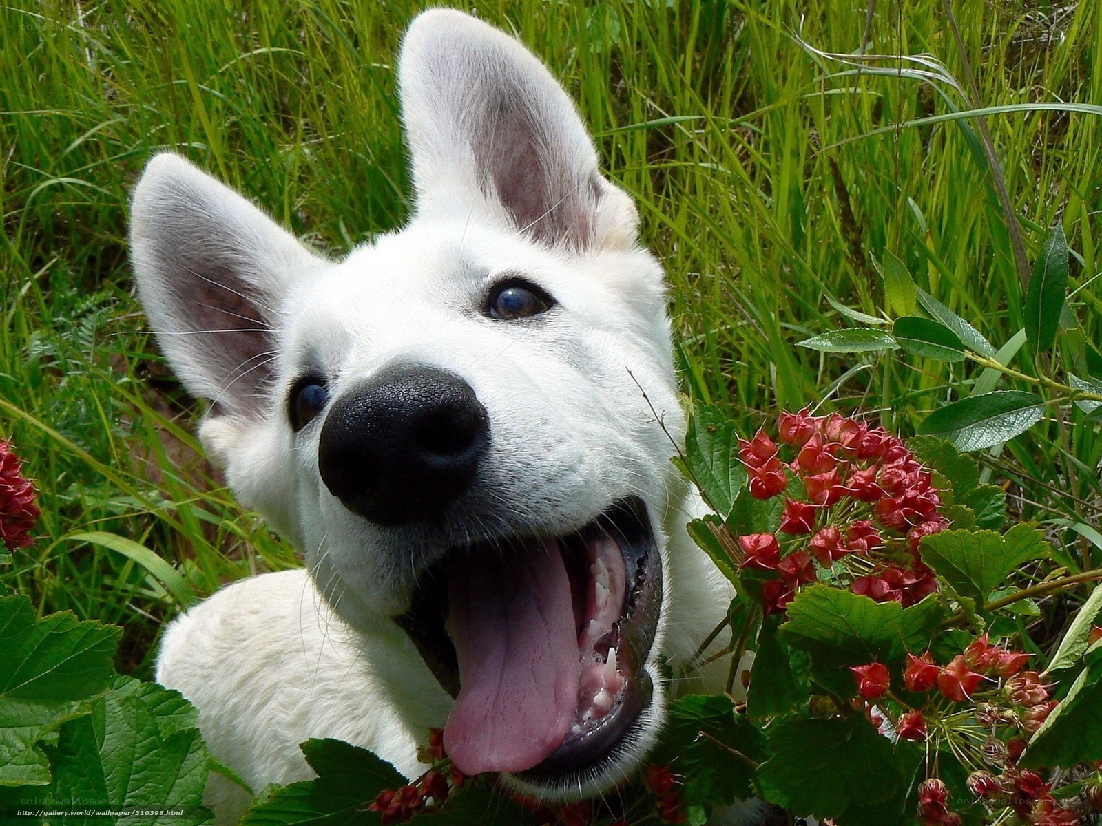 White dog in grass with flowers