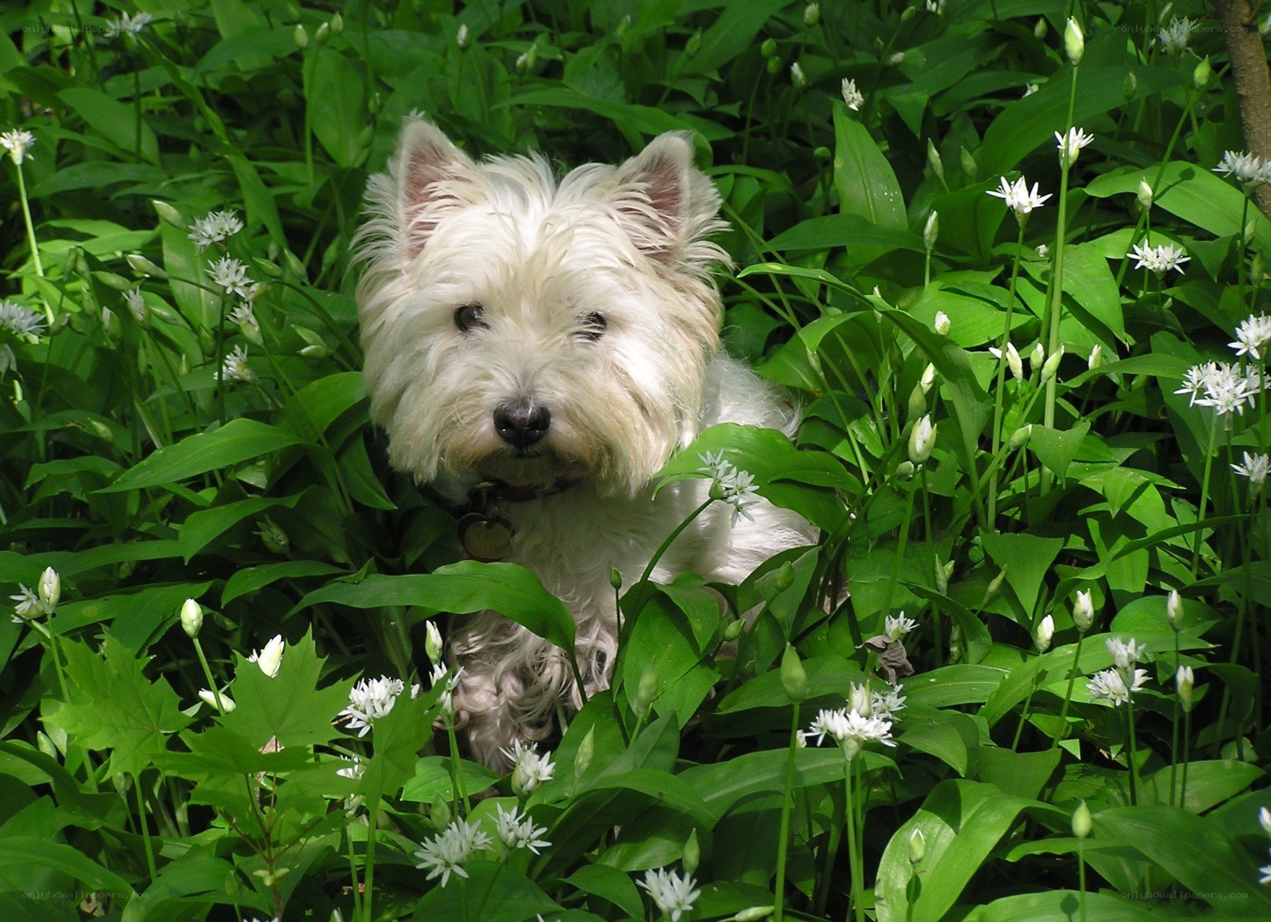 White dog in green plants