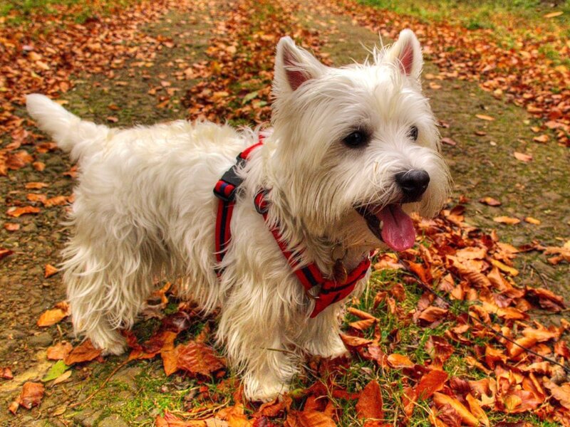 White Dog in Harness