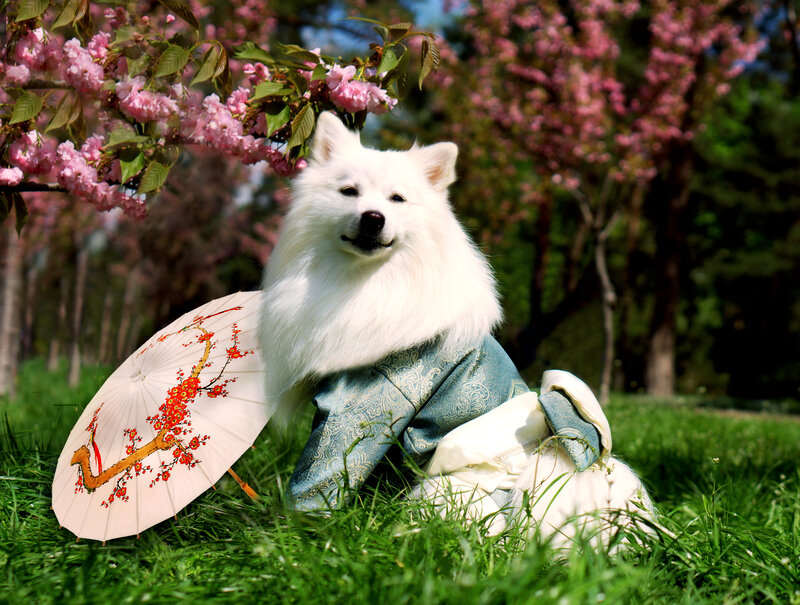 White Dog in Kimono