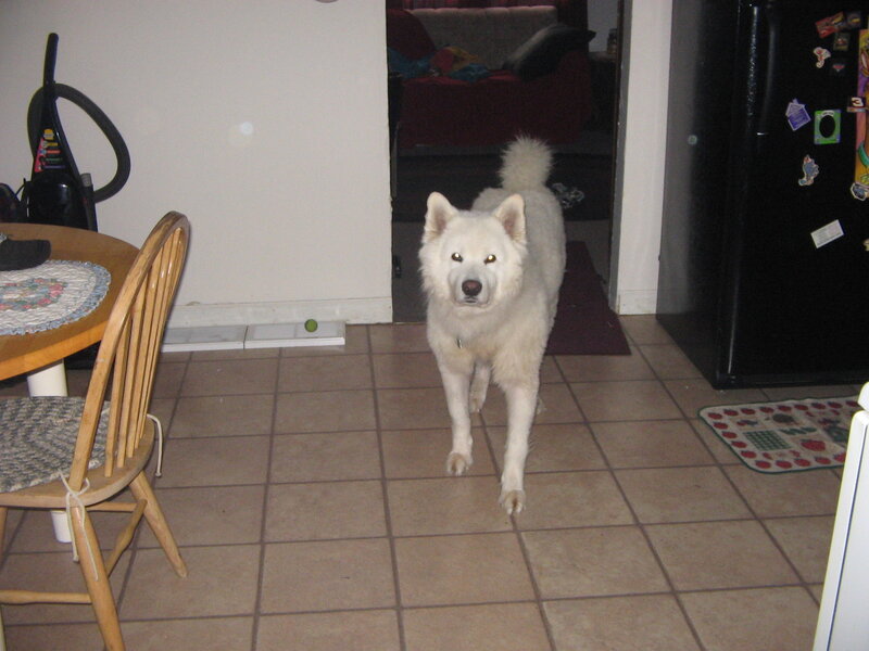 white dog in kitchen
