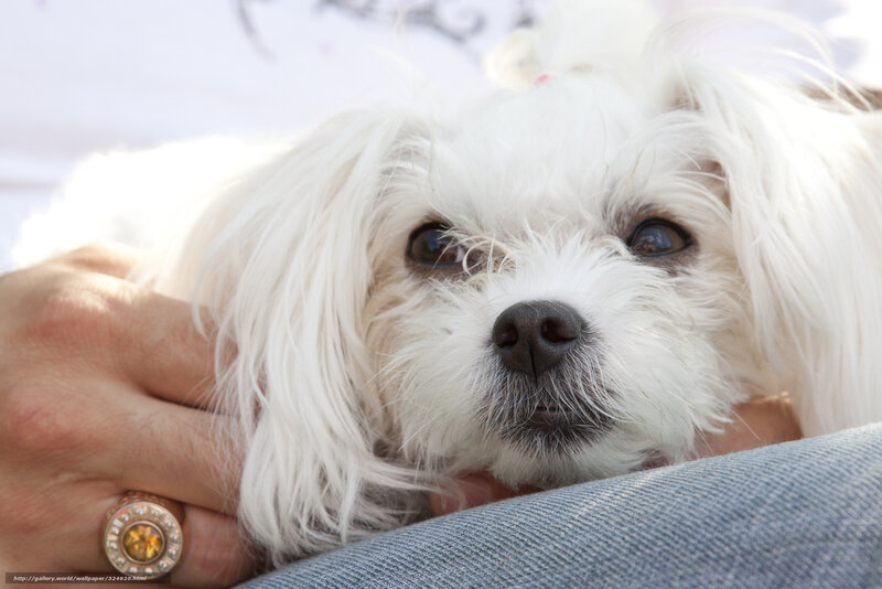 White Dog in Lap