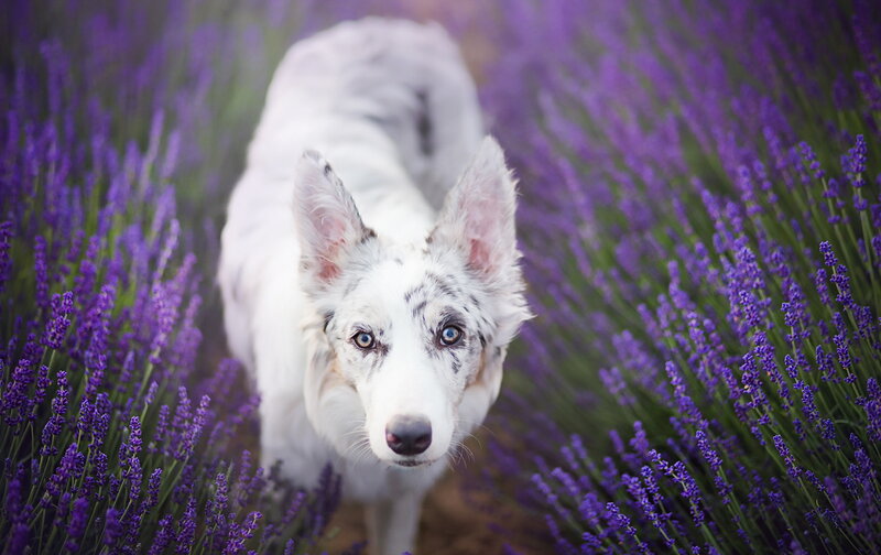 White Dog in Lavender