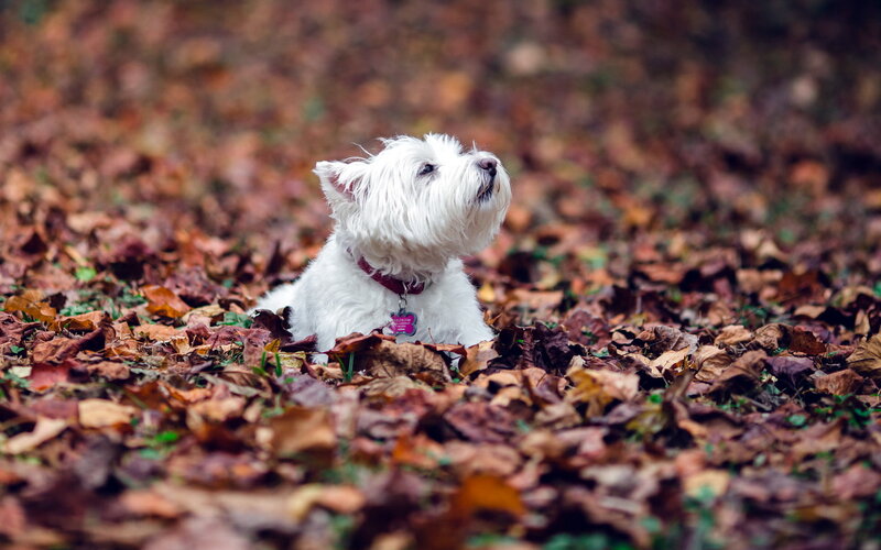 White Dog in Leaves — Brown, Calm