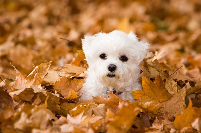 White Dog in Leaves — Brown