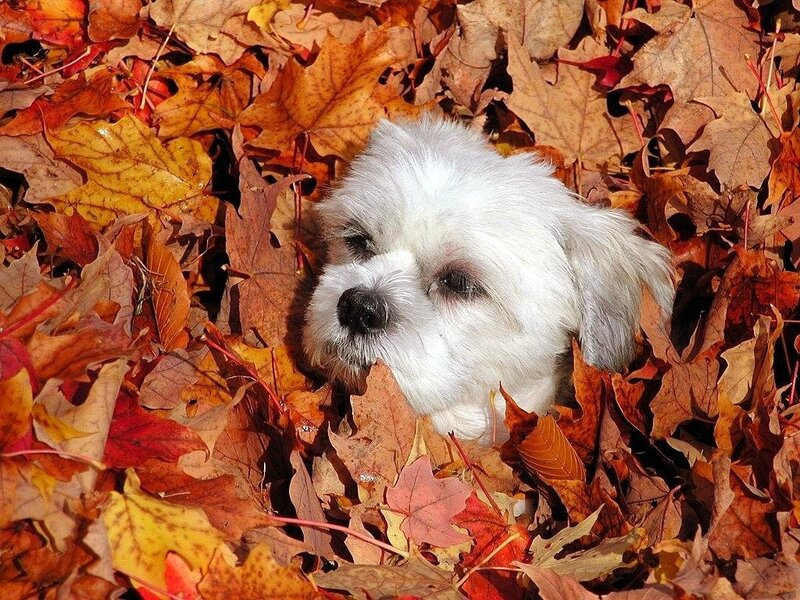 White Dog in Leaves — Orange