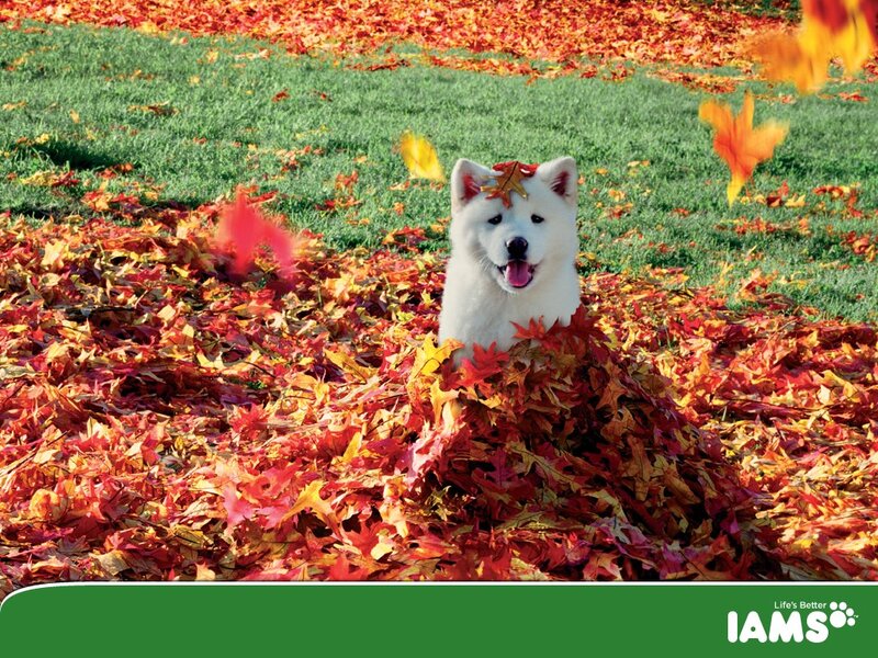 White Dog in Leaves