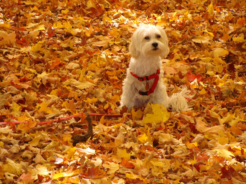 White Dog in Leaves — Yellow, Calm