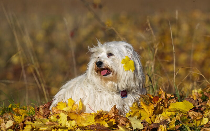 White Dog in Leaves — Yellow