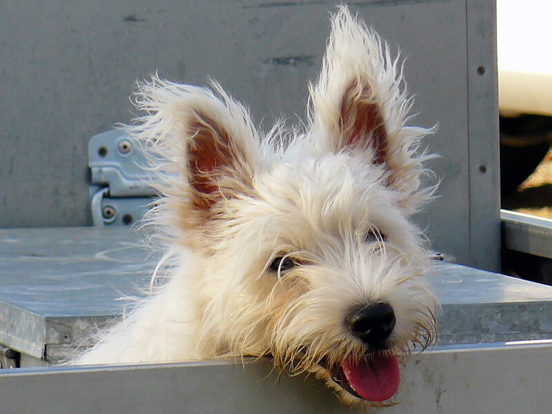 White Dog in Metal Container