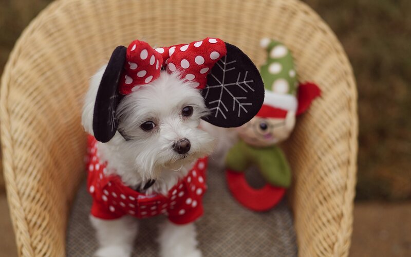 White Dog in Minnie Mouse Ears