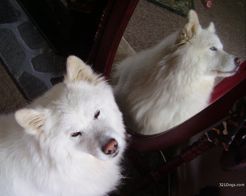 White dog in mirror reflection