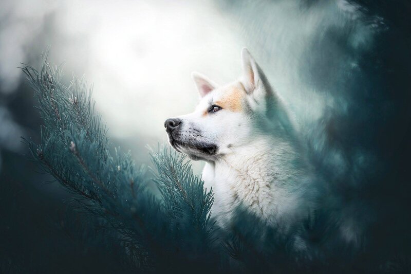 White Dog in Pine Forest