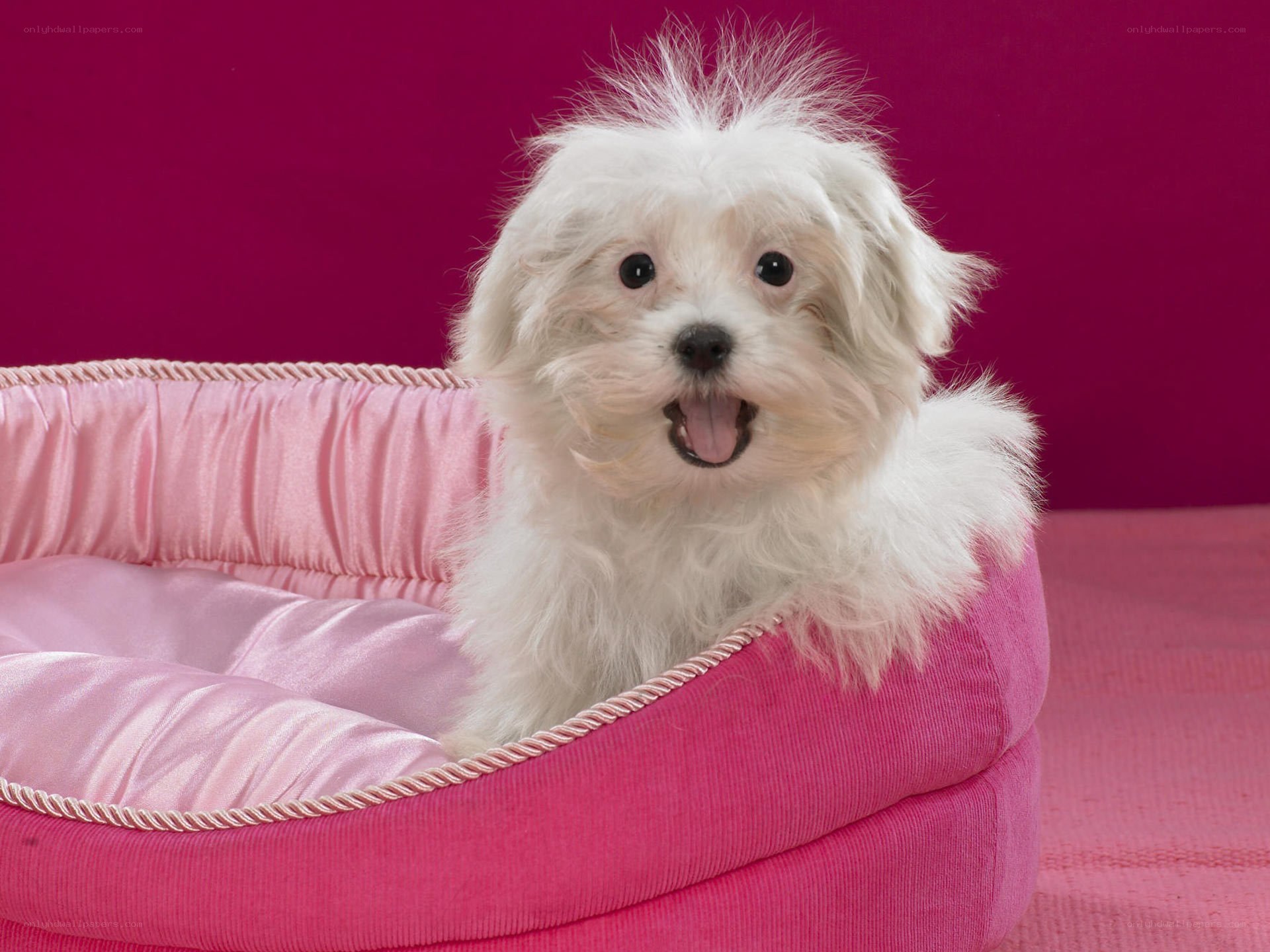 white dog in pink bed