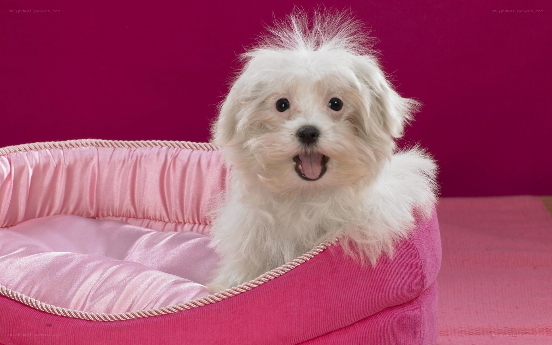 white dog in pink bed