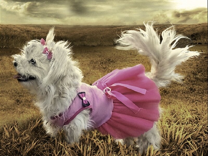 White Dog in Pink Dress