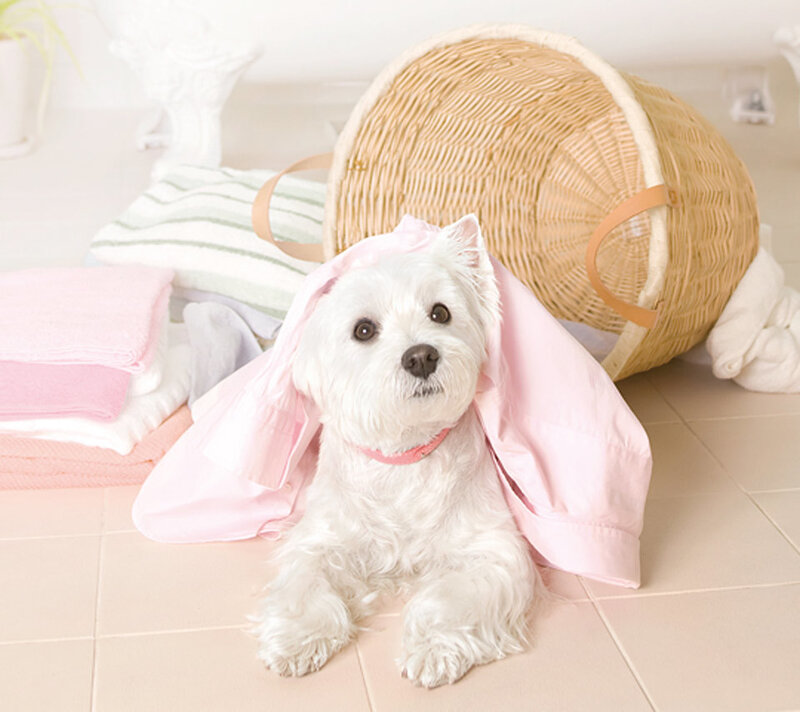White Dog in Pink Shirt