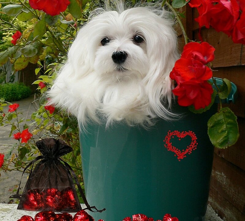 White Dog in Planter