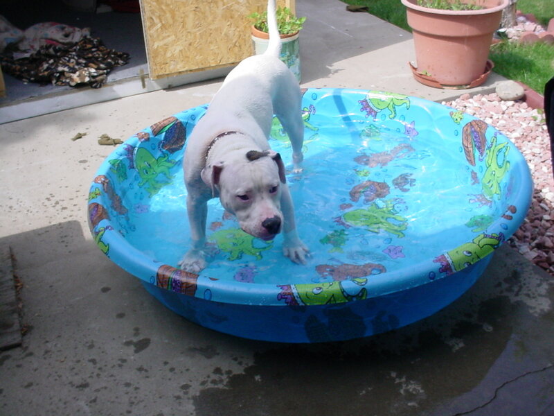 White Dog in Pool