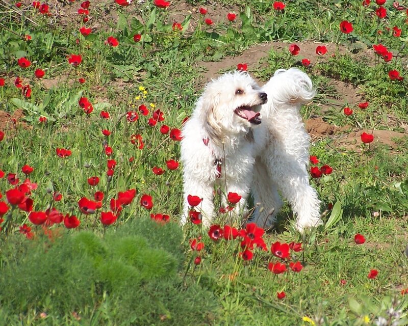 White dog in poppy field