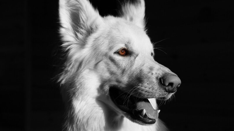 White Dog in Profile — Black, Dramatic