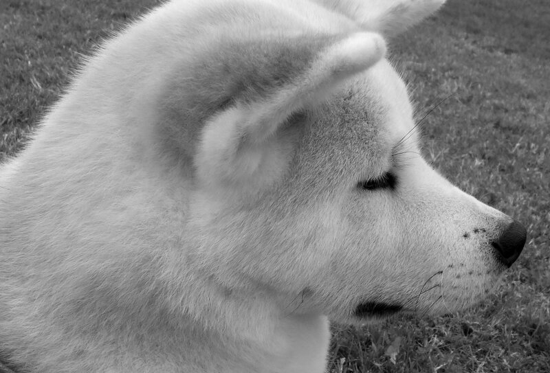 White Dog in Profile — Black