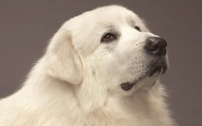 White Dog in Profile — Calm, Photograph
