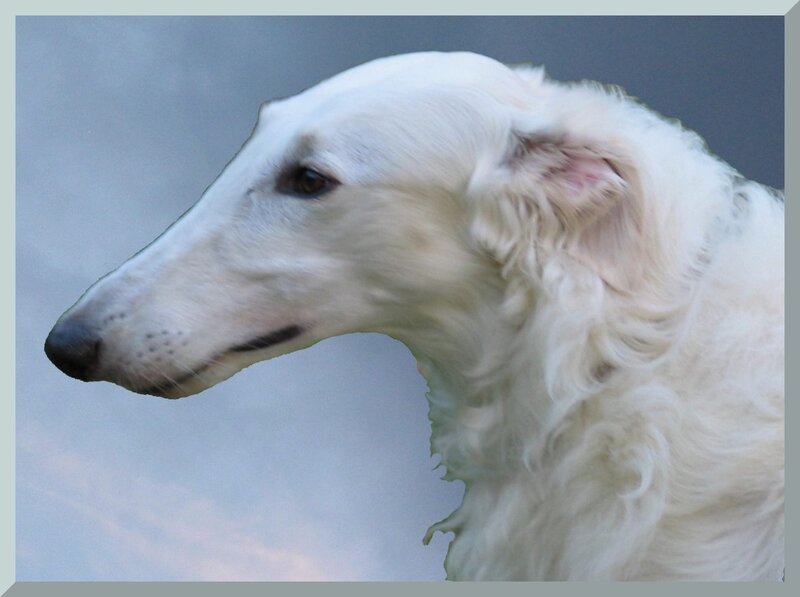 White Dog in Profile — Calm
