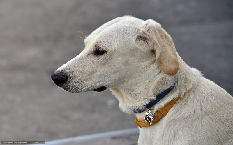 white dog in profile