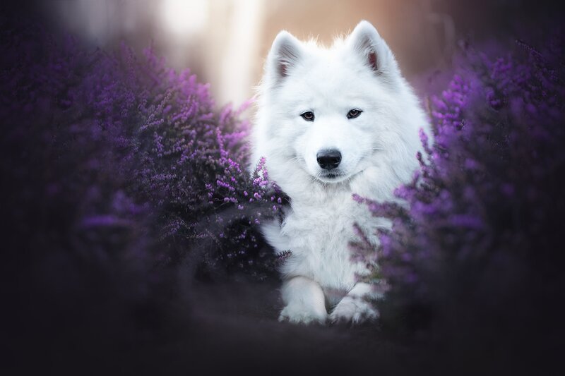 White Dog in Purple Flowers