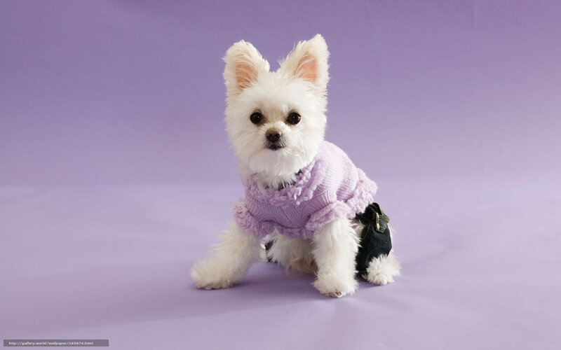 white dog in purple sweater