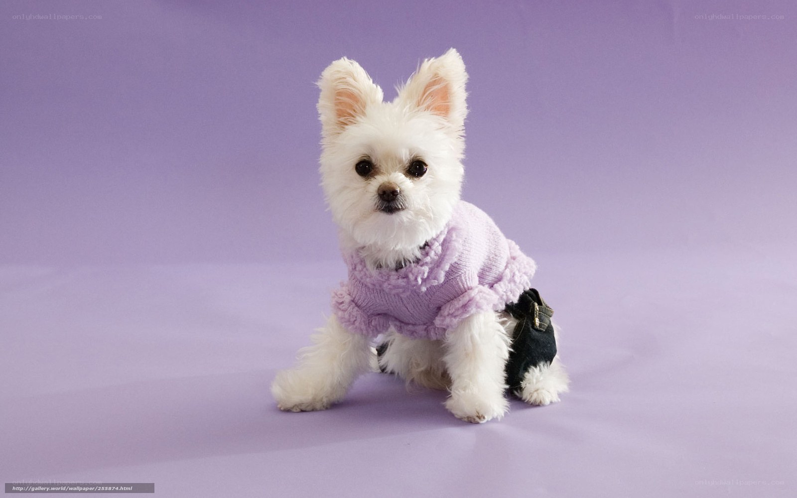 white dog in purple sweater