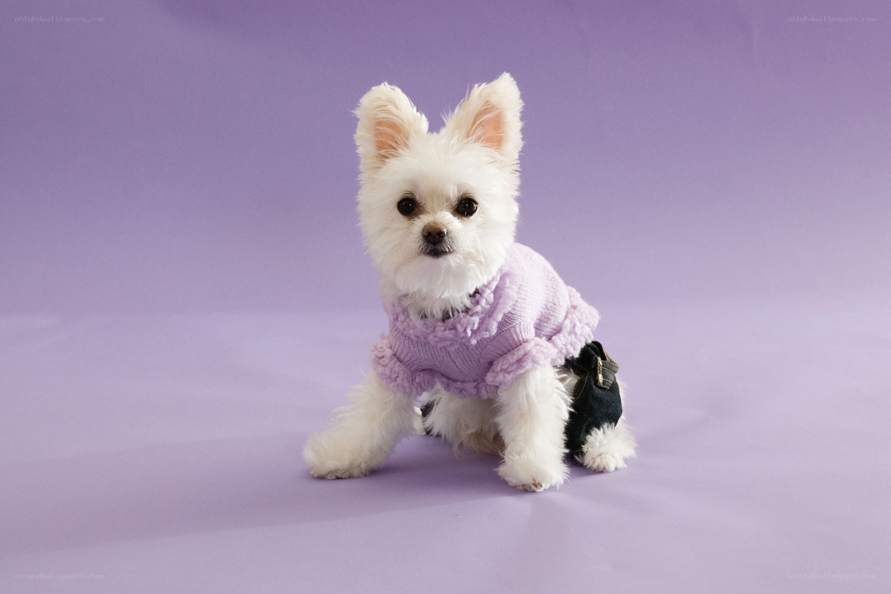 White dog in purple sweater