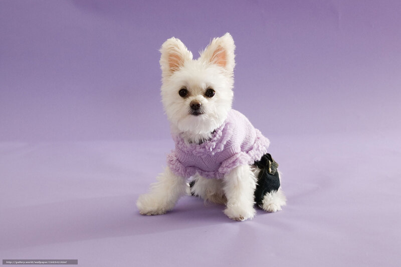 white dog in purple sweater
