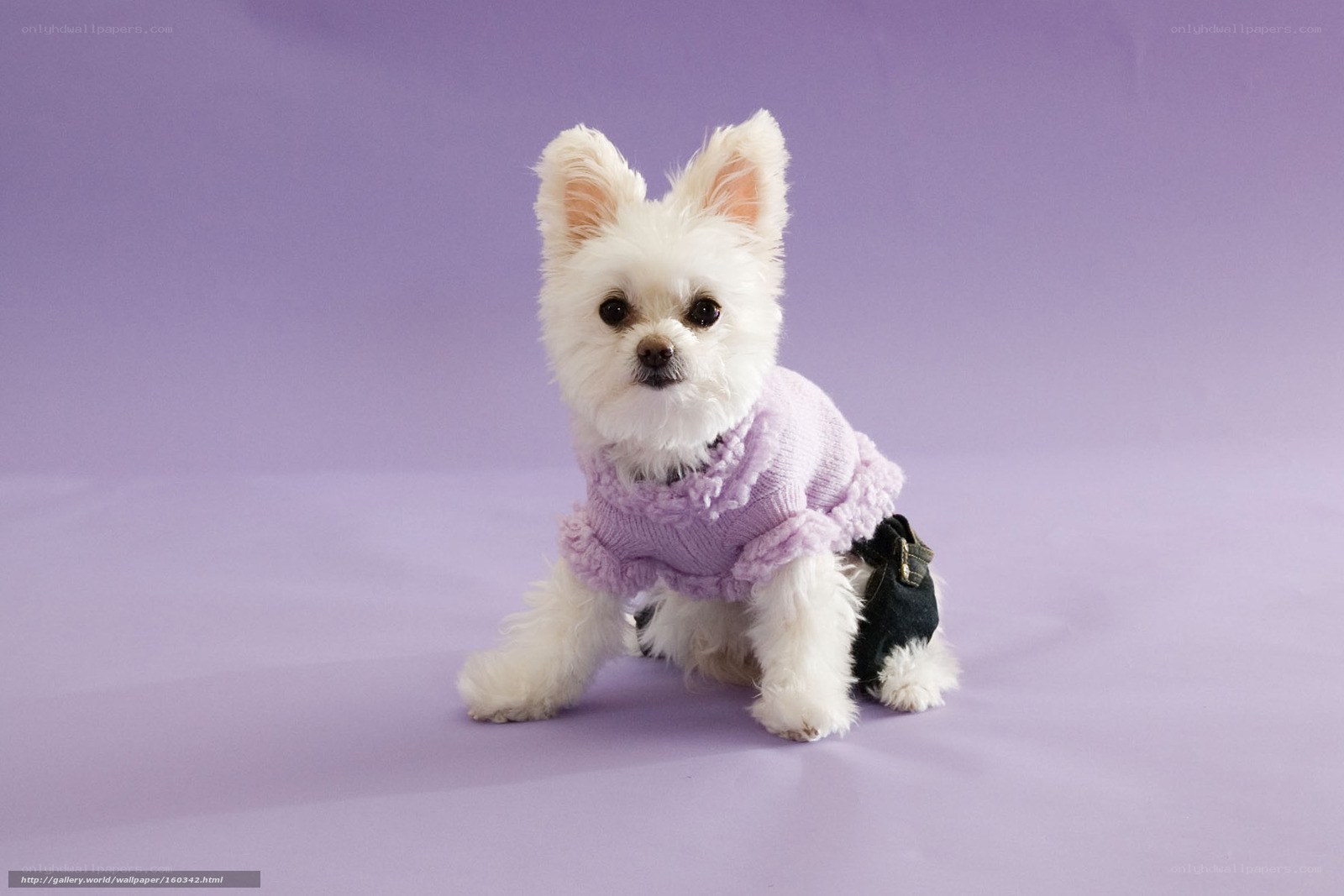 white dog in purple sweater