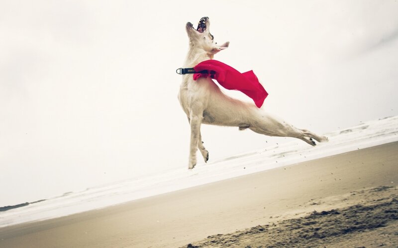 White Dog in Red Cape