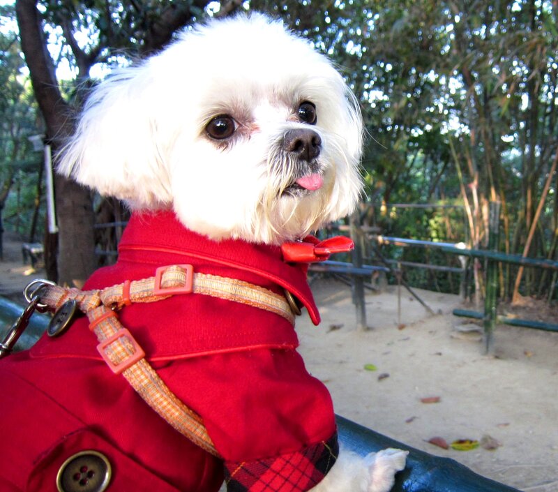 White Dog in Red Coat