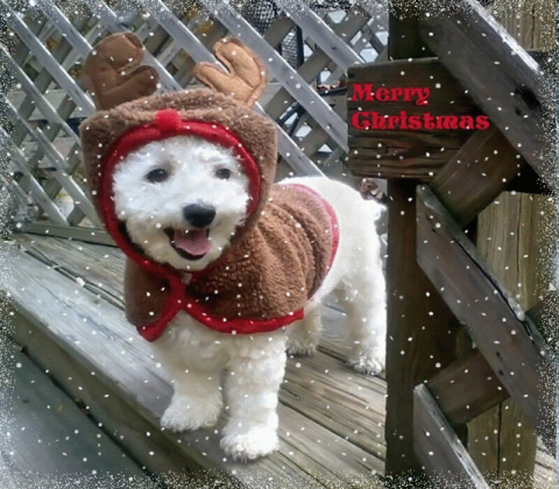 White Dog in Reindeer Costume