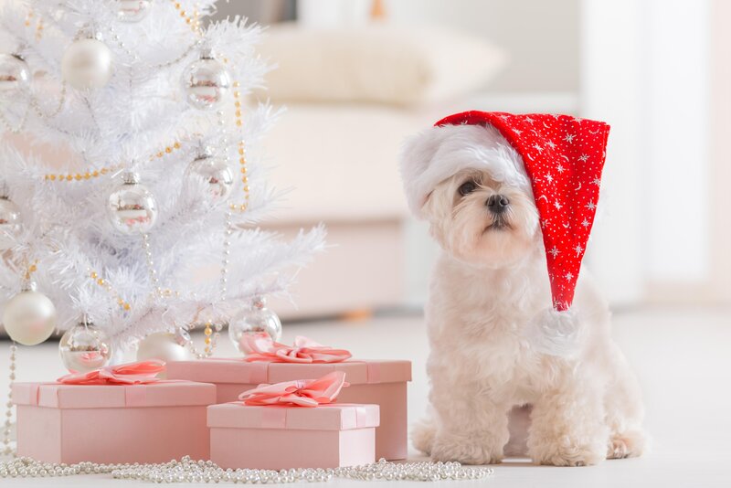 White Dog in Santa Hat — Festive
