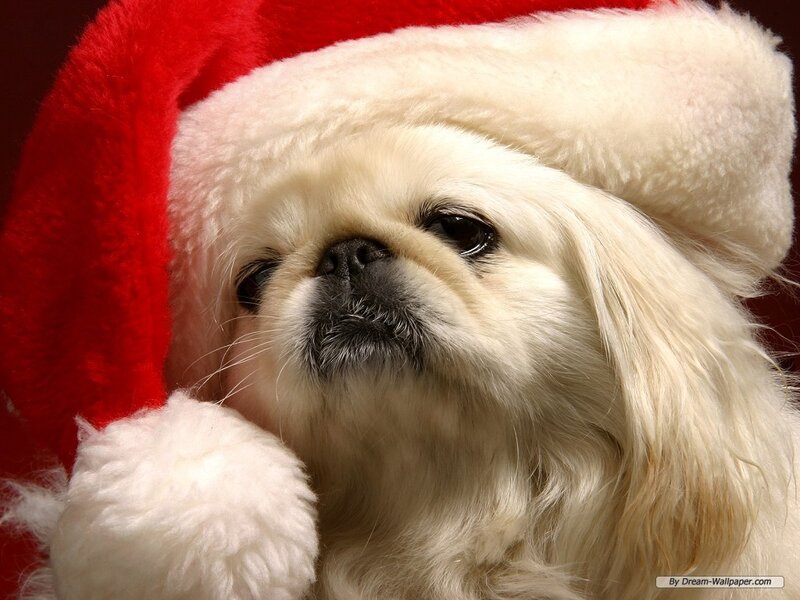 White Dog in Santa Hat — Red, Festive, Photograph
