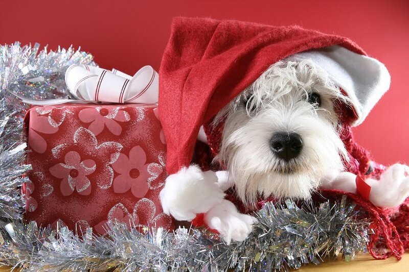 White Dog in Santa Hat — Red, Festive