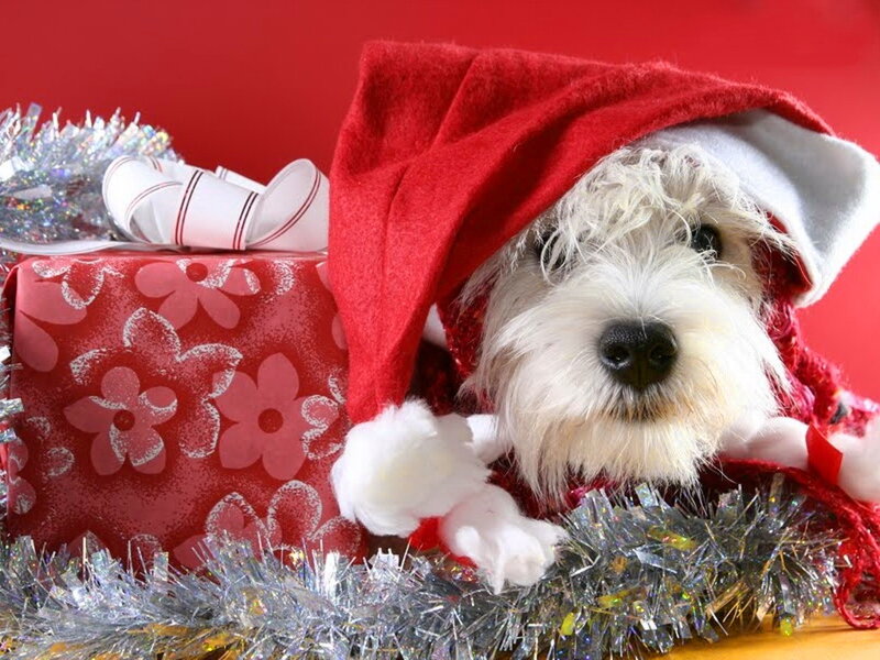 White Dog in Santa Hat — Red, Festive, Winter