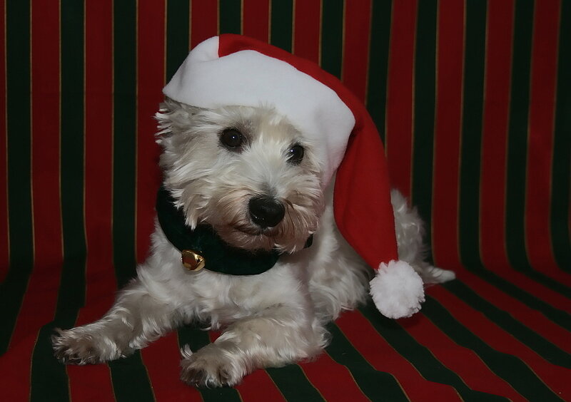 White Dog in Santa Hat
